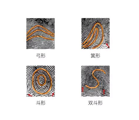 手指纹路|手上的箩纹和箕纹，它们代表了什么，你知道吗